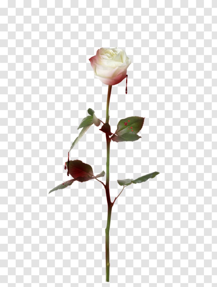 Stock Photography Rose Royalty-free Fotosearch - Bud - Outline Transparent PNG