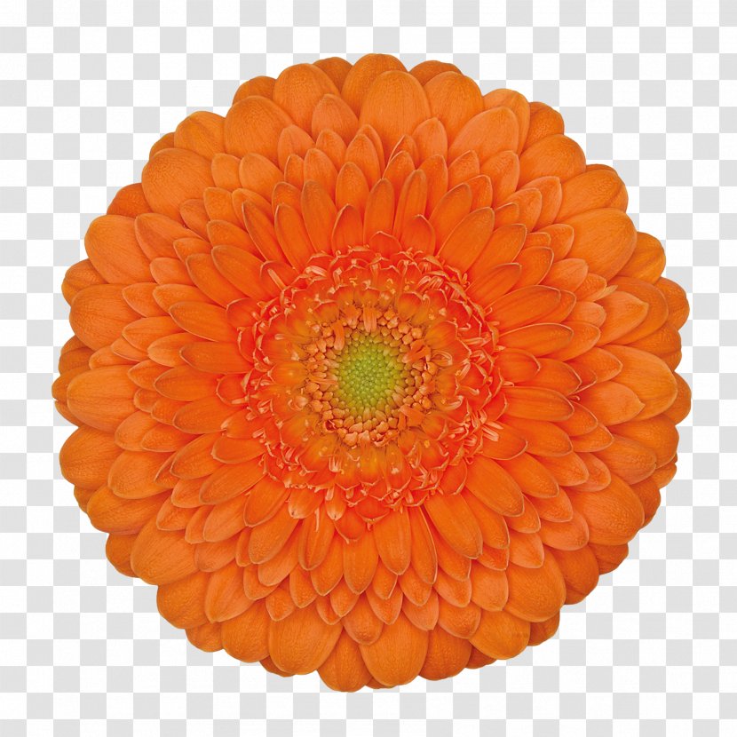 Flower Orange Hoffmeister Schnittblumen GbR Clip Art - Photography - Fanta Transparent PNG