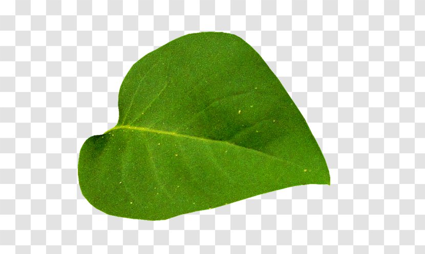 Leaf Tree Chinese Elm Branch Tilia Platyphyllos Transparent PNG