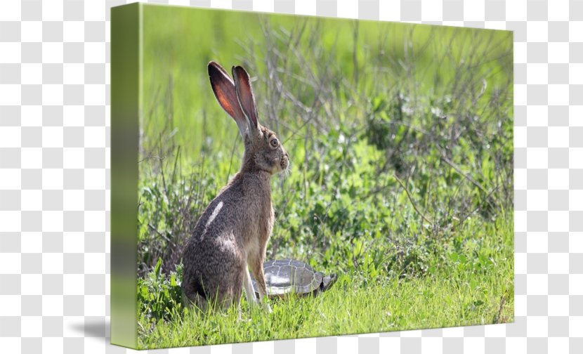 Hare Photography Canvas Print Domestic Rabbit Magenta - Organism - Tortoide Transparent PNG