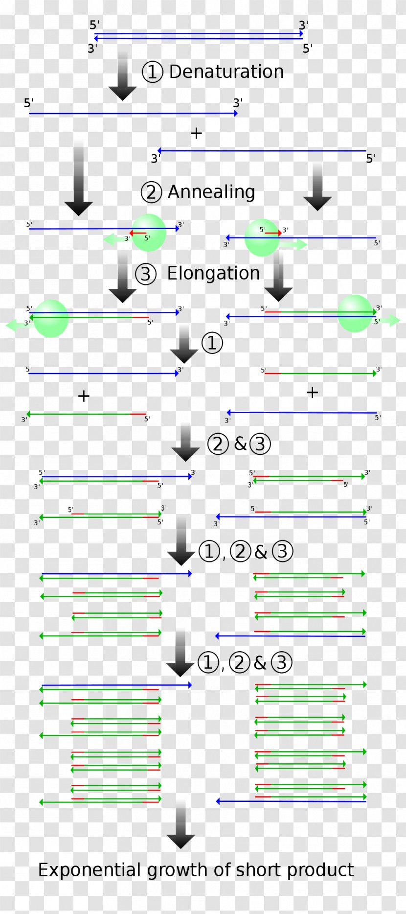 Real-time Polymerase Chain Reaction DNA Molecular Cloning Gene - Parallel - Overlap Extension Transparent PNG