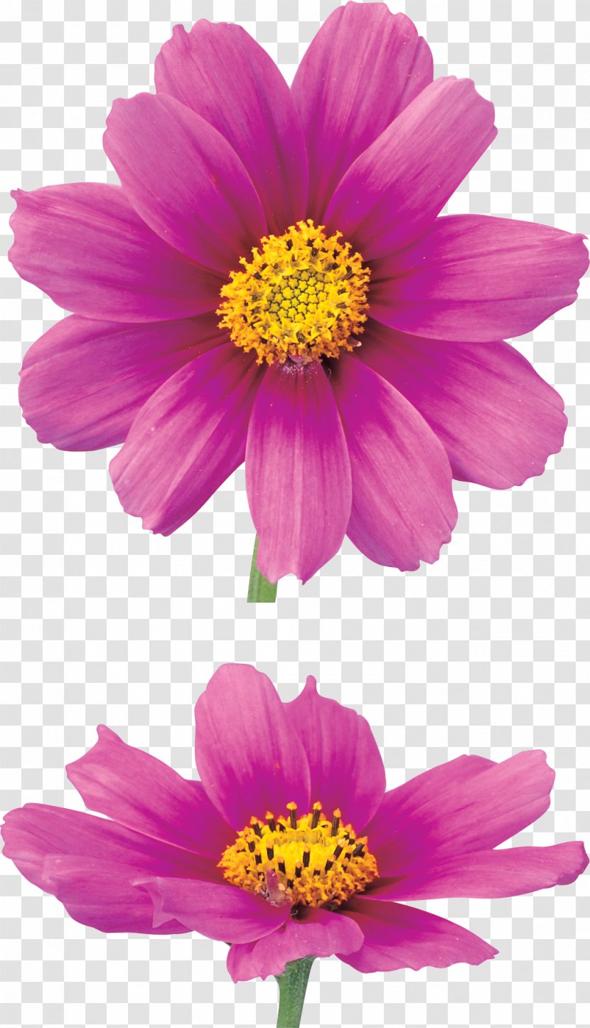 Chrysanthemum Flower Information - Magenta Transparent PNG