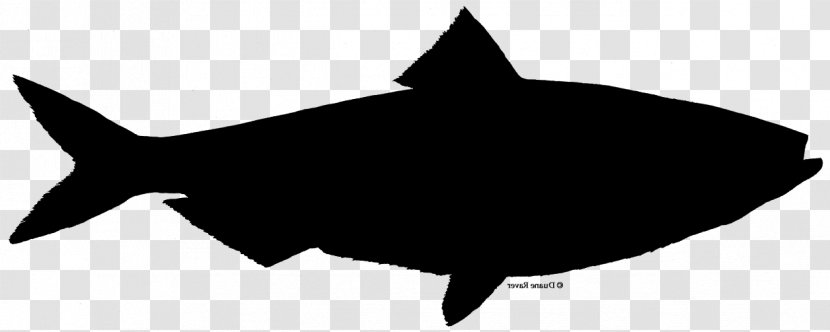 Shark Tuna Casserole Clip Art Silhouette - Cartoon Transparent PNG