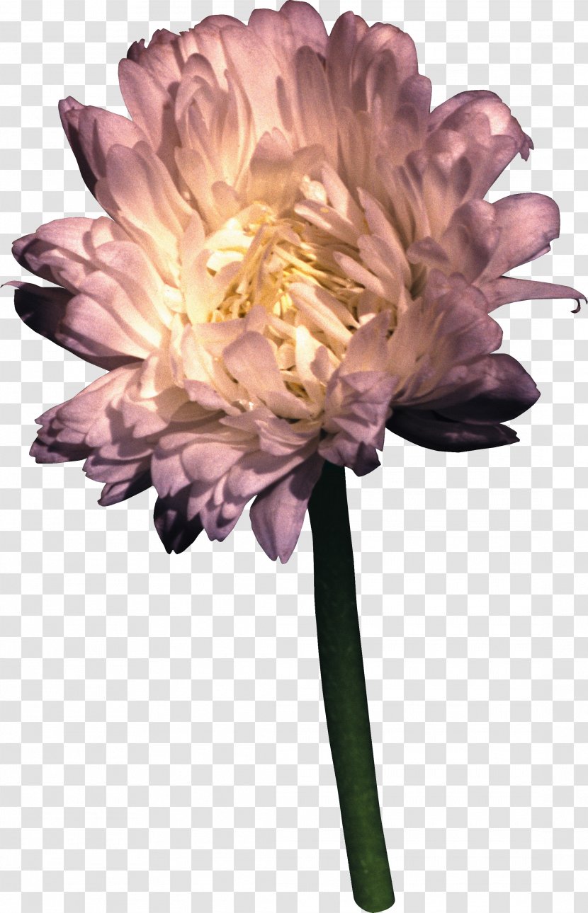 Cut Flowers Petal - Raster Graphics - Chrysanthemum Transparent PNG