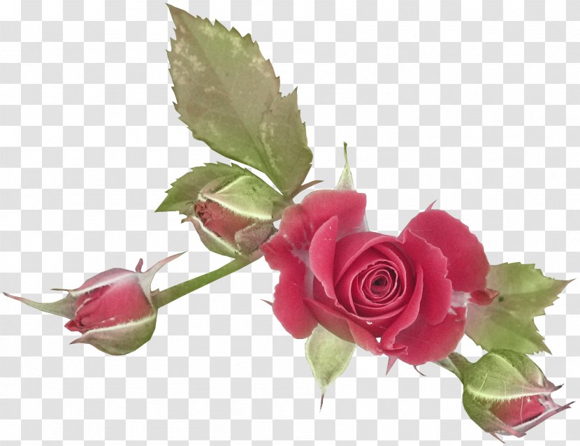 Computer Graphics Red - Floral Design - Rose Transparent PNG