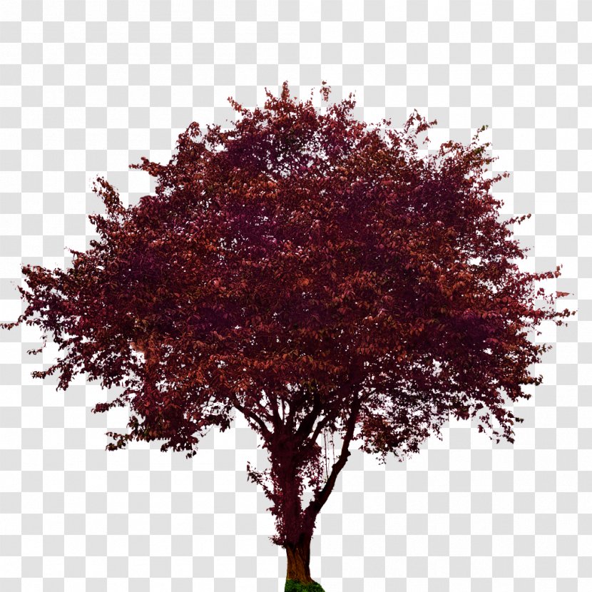 Tree Maple Plum Woody Plant - Branch Transparent PNG