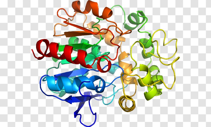 SPINK1 Trypsin Homology Modeling Protein Pancreas - Chymotrypsin - Structure Prediction Transparent PNG