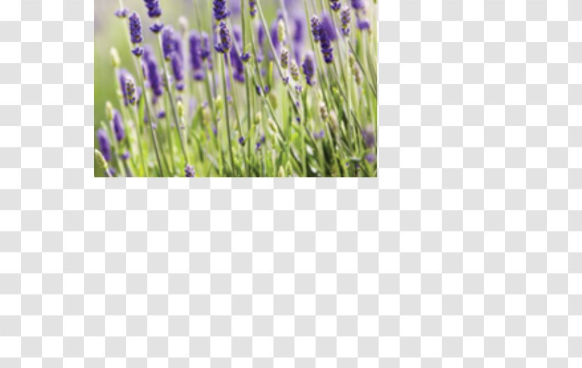 English Lavender Flower Paper Mural Canvas Print - Grass Family Transparent PNG