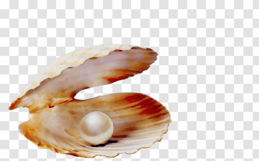 Shell Bivalve Clam Cockle Oyster - Conch - Food Transparent PNG