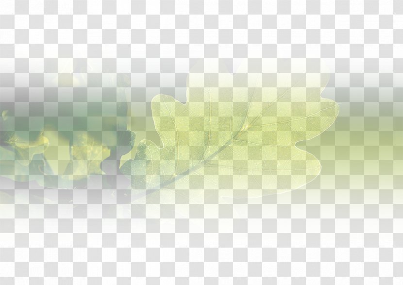 Desktop Wallpaper Computer Sunlight Leaf Close-up Transparent PNG