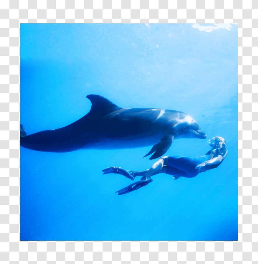 Spinner Dolphin Common Bottlenose Rough-toothed Short-beaked Striped Transparent PNG