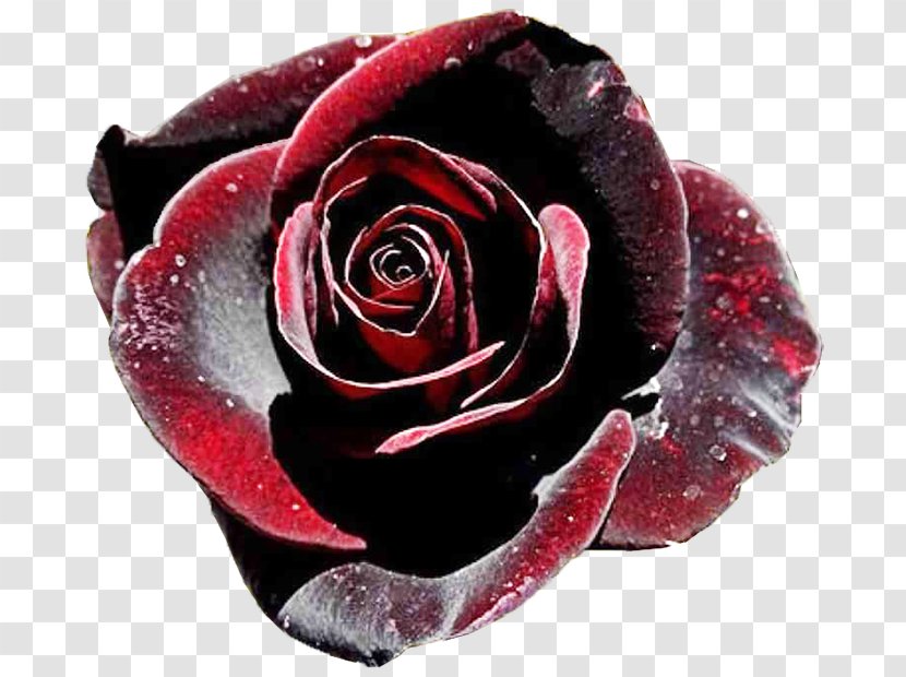 Black Rose Baccara Garden Roses - Family Transparent PNG