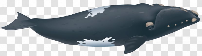 Southern Right Whale North Atlantic Pacific Blue - Mammal Transparent PNG