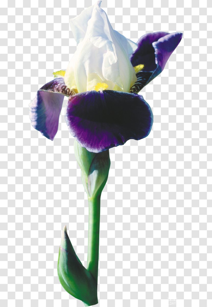 Flower Plant Wall Iris Clip Art - Pseudacorus - 3d Flirty Transparent PNG