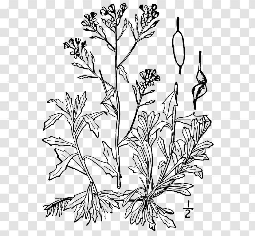 Flower Line Art - Plant Stem - Heracleum Wildflower Transparent PNG