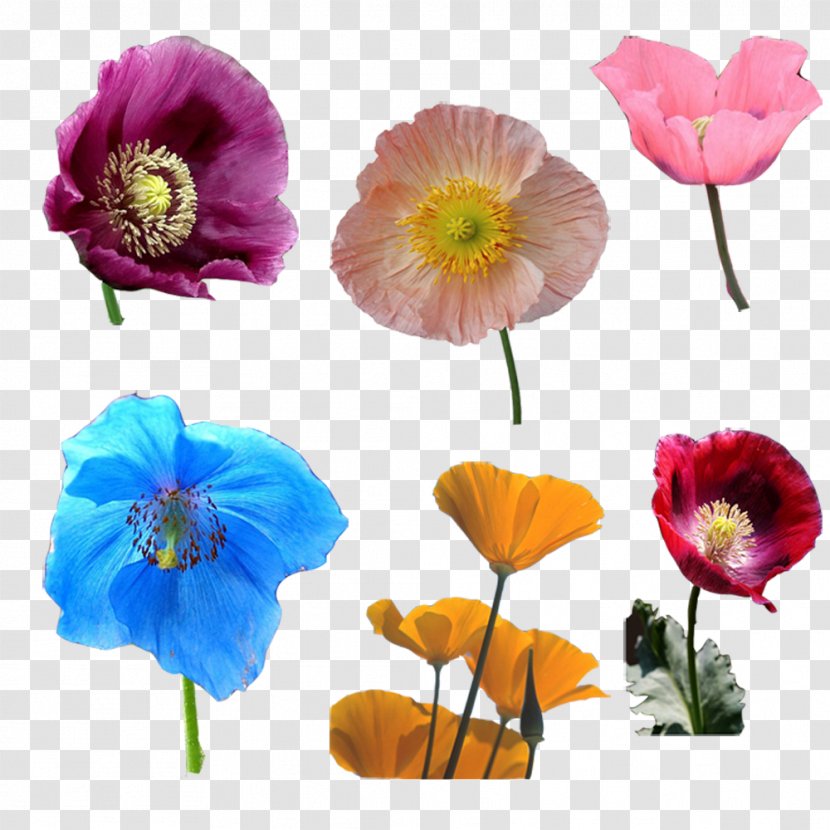 Opium Poppy Cut Flowers - Purple Transparent PNG