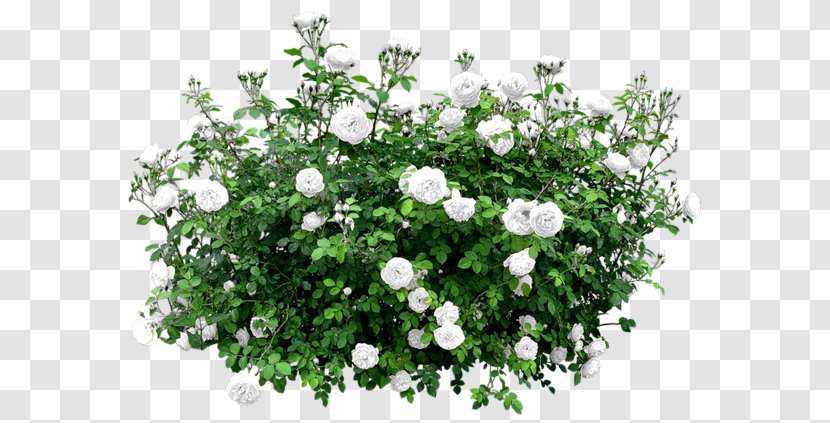 Shrub Flower Rose Tree - Annual Plant Transparent PNG