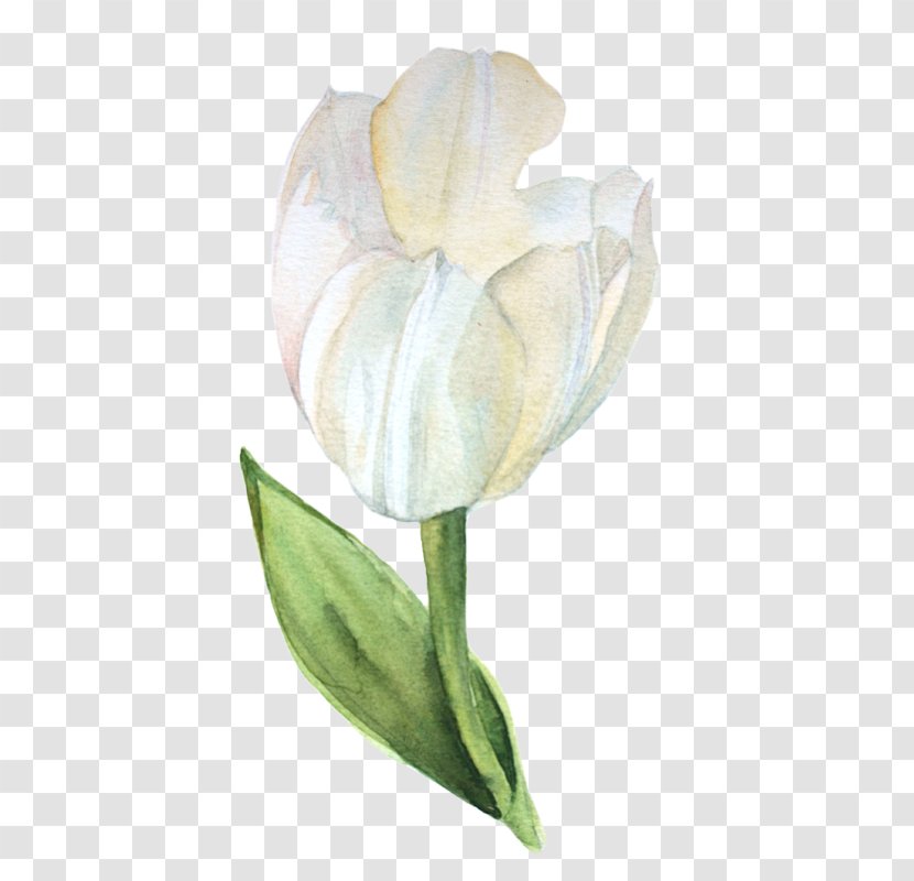 Tulip Calas Still Life Photography Cut Flowers Arum Lilies - Alismatales Transparent PNG