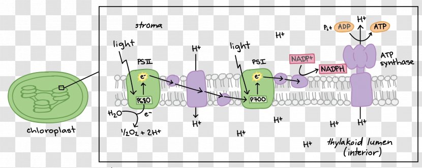 Light-dependent Reactions Photosynthesis Biology Light-independent - Light Transparent PNG