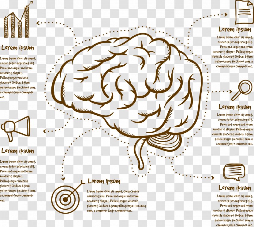 Human Brain Cerebrum Infographic - Watercolor - Mapping Transparent PNG
