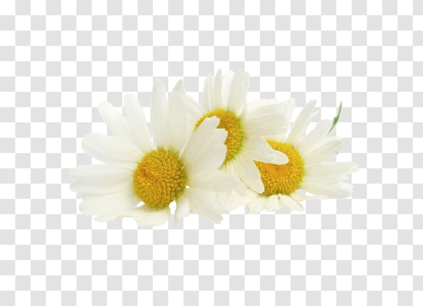 Tea Roman Chamomile Extract Oil Transparent PNG