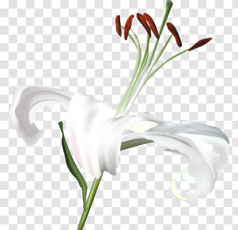 Lilium White Flower - Bud Transparent PNG