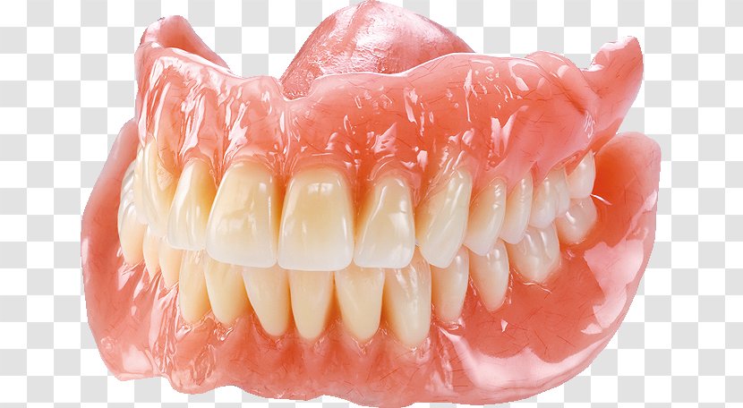 Tooth Dentures Dentistry あさがお歯科高座渋谷 - Dental Technician Transparent PNG