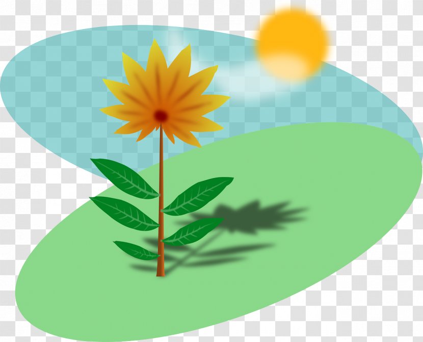 Plant Common Sunflower Clip Art - Spring Transparent PNG
