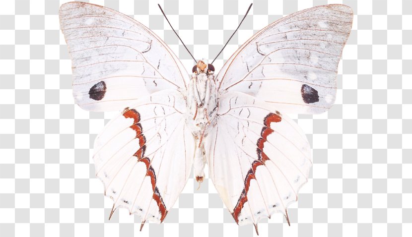 Silkworm Brush-footed Butterflies Butterfly Moth Symmetry - Arthropod Transparent PNG