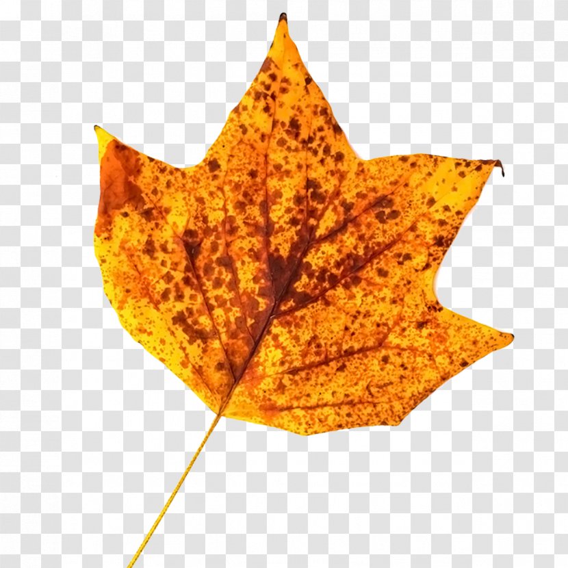 Maple Leaf Yellow - Spotted Leaves Transparent PNG