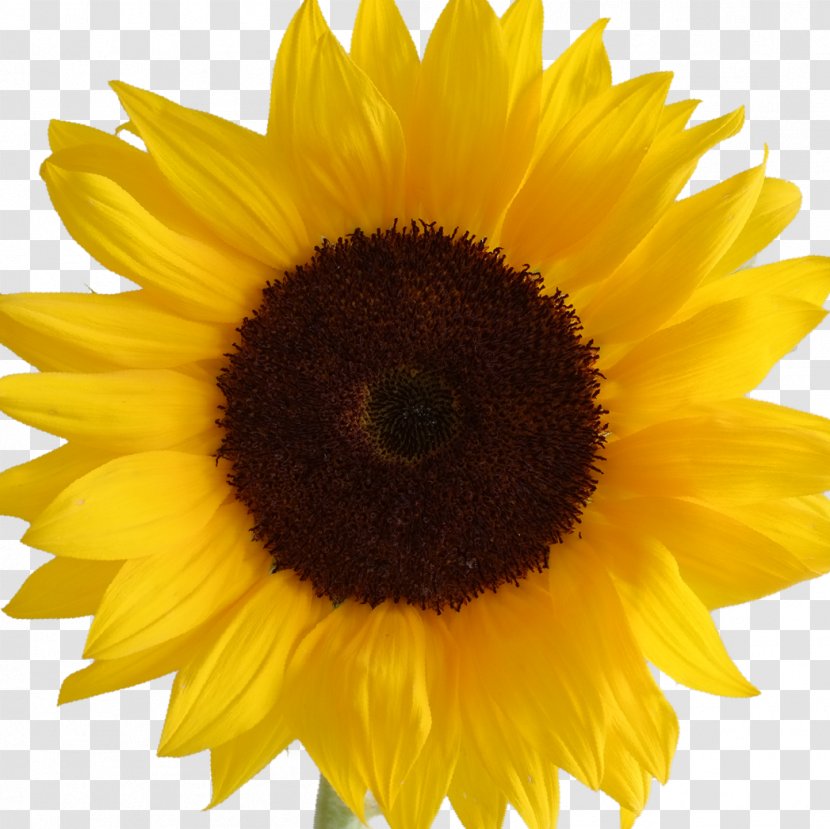 Drawing Yellow Common Sunflower Clip Art - Photography Transparent PNG