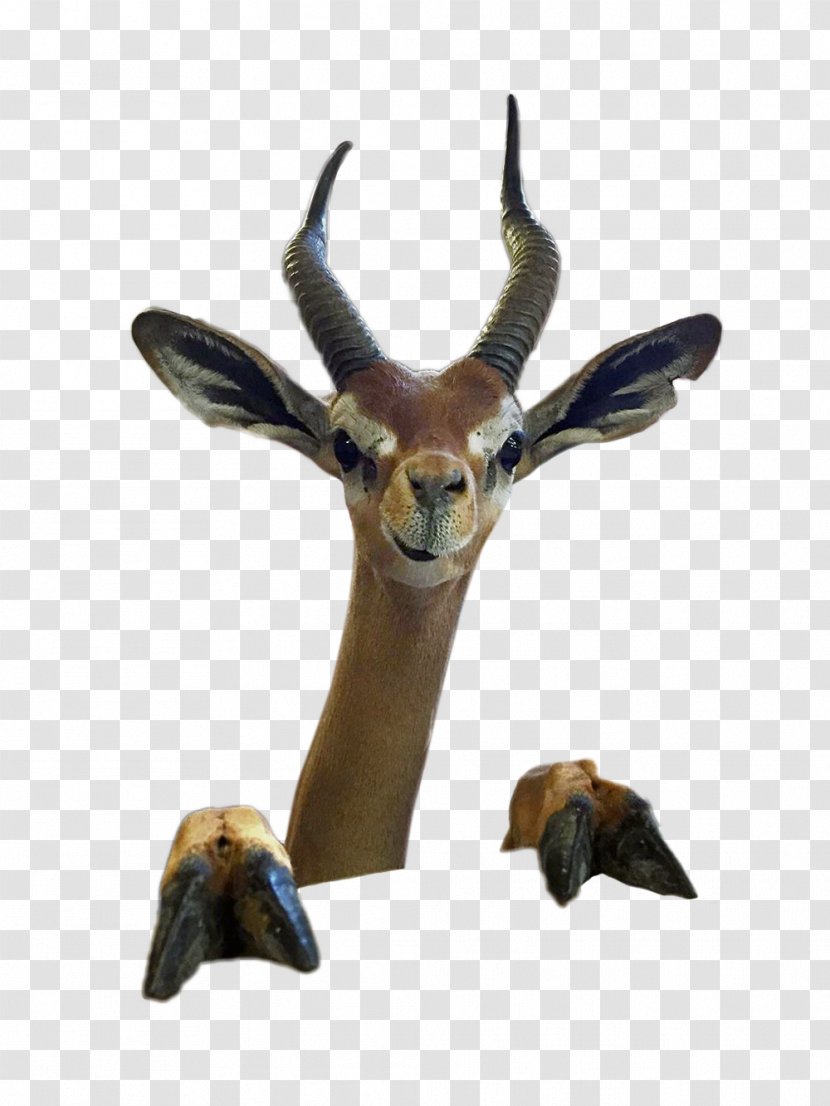 Impala Gazelle Terrestrial Animal Wildlife - Gerenuk Transparent PNG