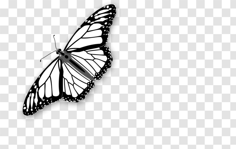 Coloring Book Monarch Butterfly Image - Motor Skill Transparent PNG