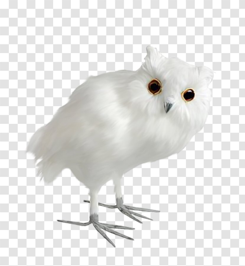 Snowy Owl Bird Clip Art Tawny - Horned Owls And Eagleowls Transparent PNG