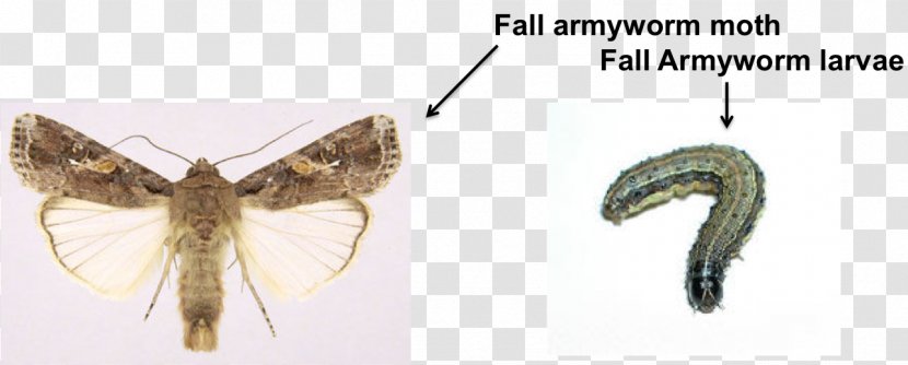 Butterflies And Moths Insect Fall Armyworm African Arthropod - Body Jewelry Transparent PNG