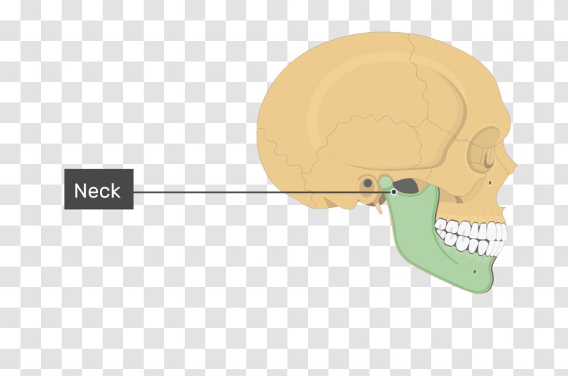 Mandible Skull Jaw Bone Maxilla - Head - Cranial Skeleton Transparent PNG