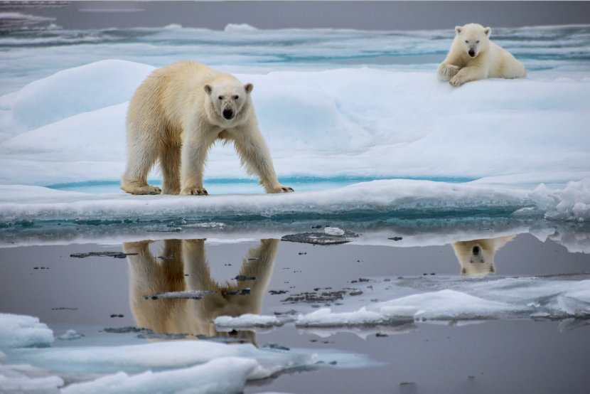 Polar Bear Arctic Ocean North Pole Global Warming Animal Transparent PNG