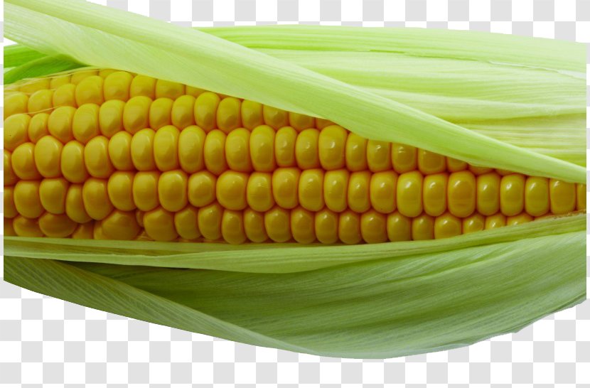 Corn On The Cob Maize Kernel - Caryopsis - Golden Transparent PNG
