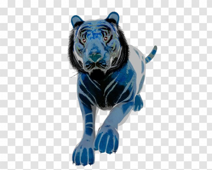 Tiger Cobalt Blue Wildlife Terrestrial Animal Transparent PNG