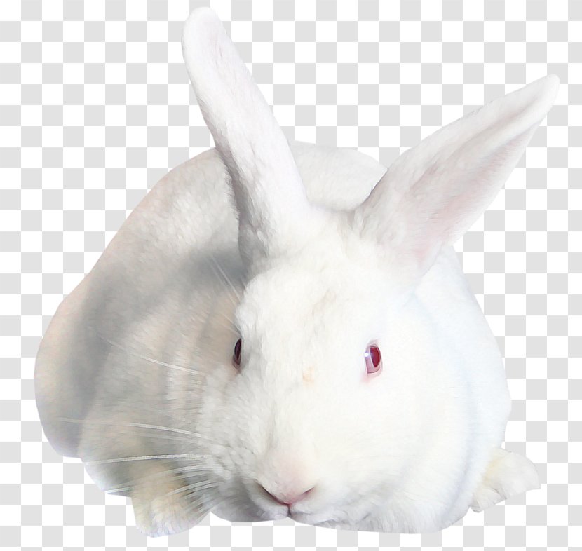 Domestic Rabbit Hare - Yandex Search Transparent PNG