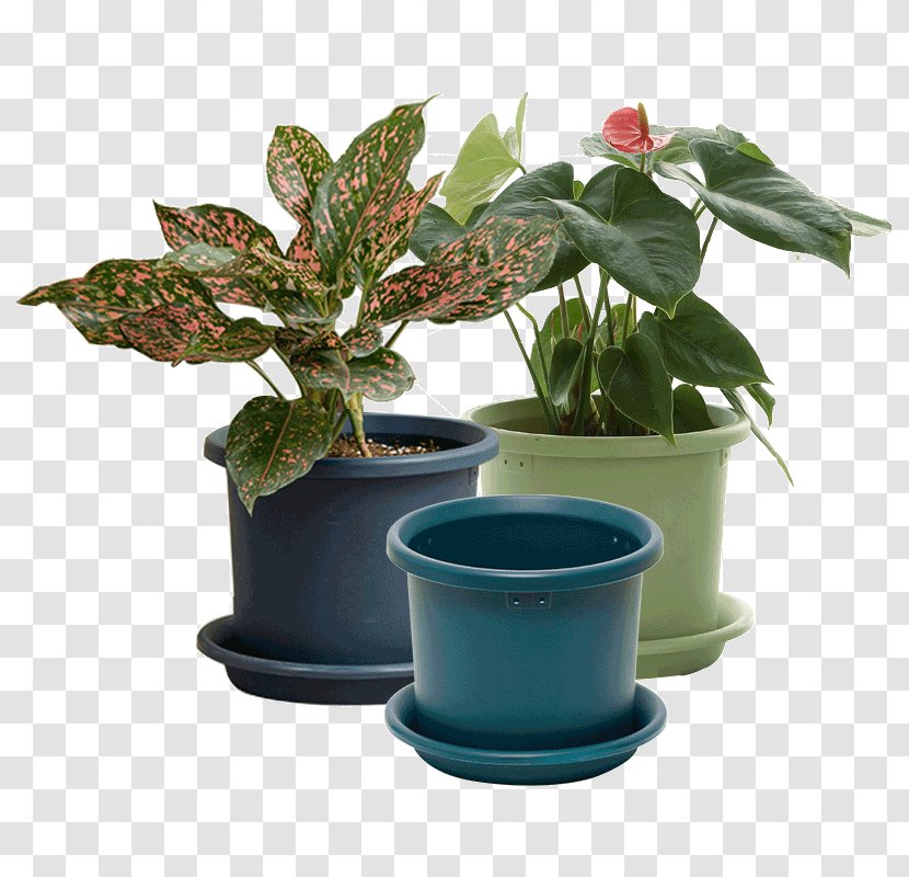 Flowerpot Leaf Houseplant Herb - Plant Transparent PNG