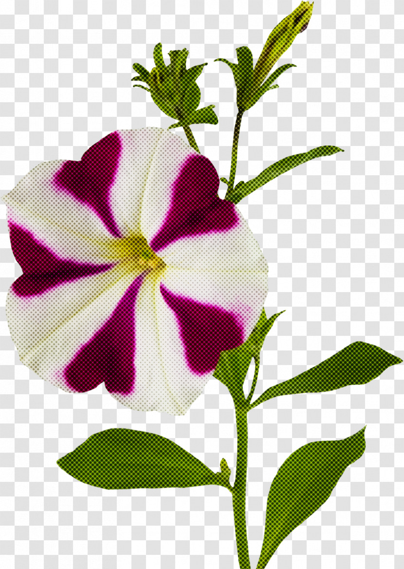 Flower Plant Petal Periwinkle Petunia Transparent PNG