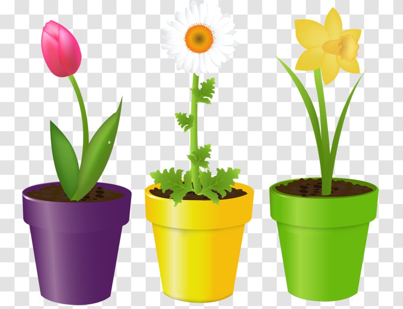 Stock Photography Vector Graphics Royalty-free Flower Illustration - Flowering Plant - Geranium Transparent PNG