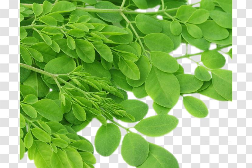 Drumstick Tree Nutrient Leaf Superfood Herb - Nutrition - Moringa Seed Leaves Transparent PNG