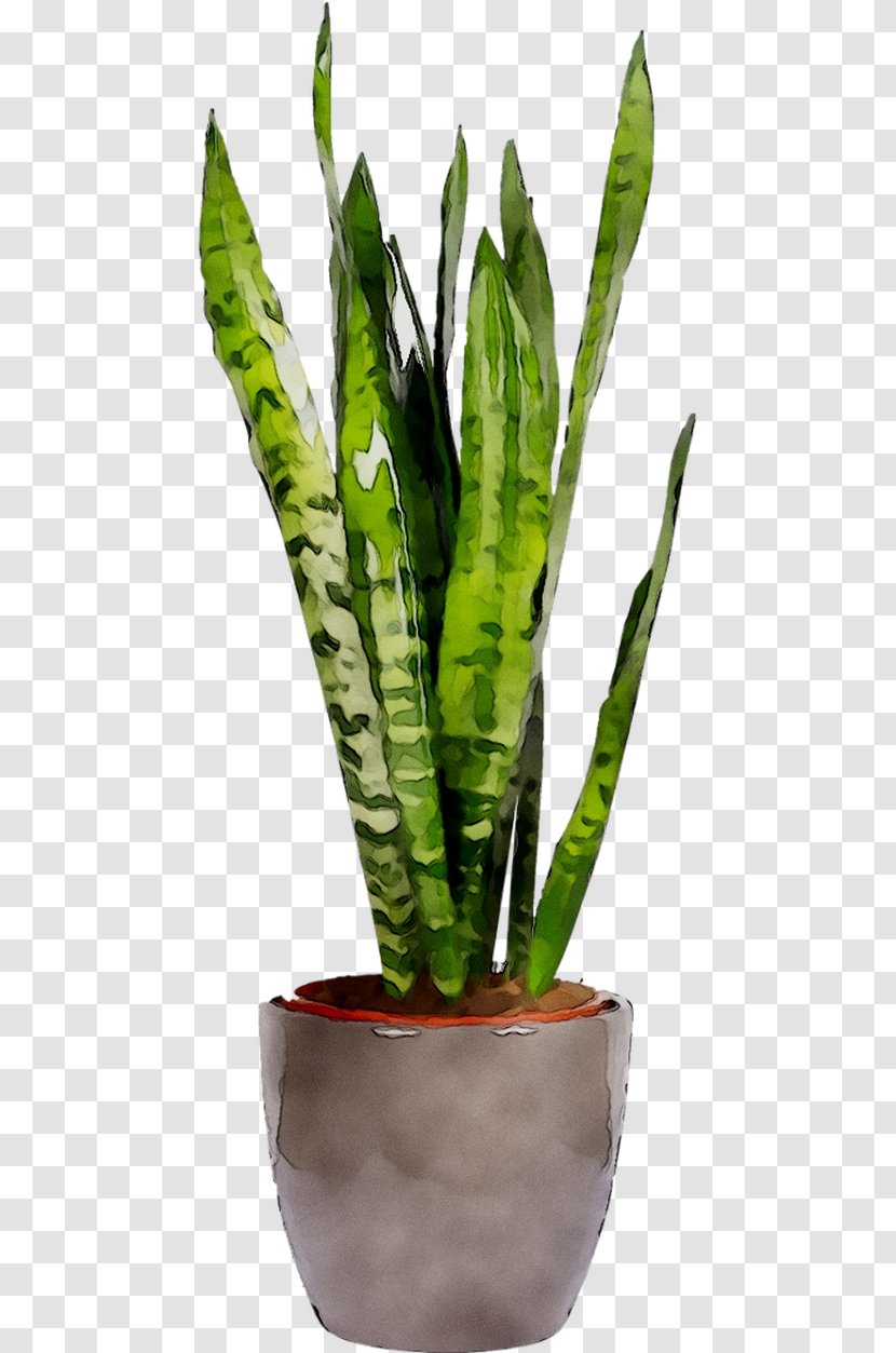 Viper's Bowstring Hemp Sansevieria Cylindrica Houseplant Zeylanica Flowerpot - Plant Transparent PNG