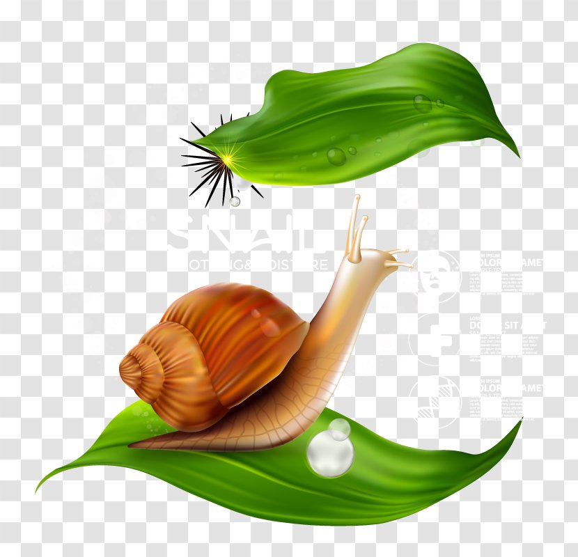 Snail Insect Orthogastropoda - Snails And Slugs - Skin Transparent PNG