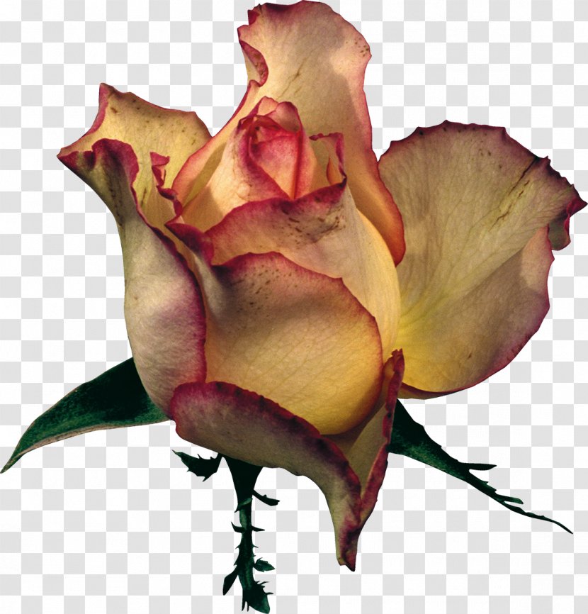 Beach Rose Flower Garden Roses Clip Art - Yellow Transparent PNG