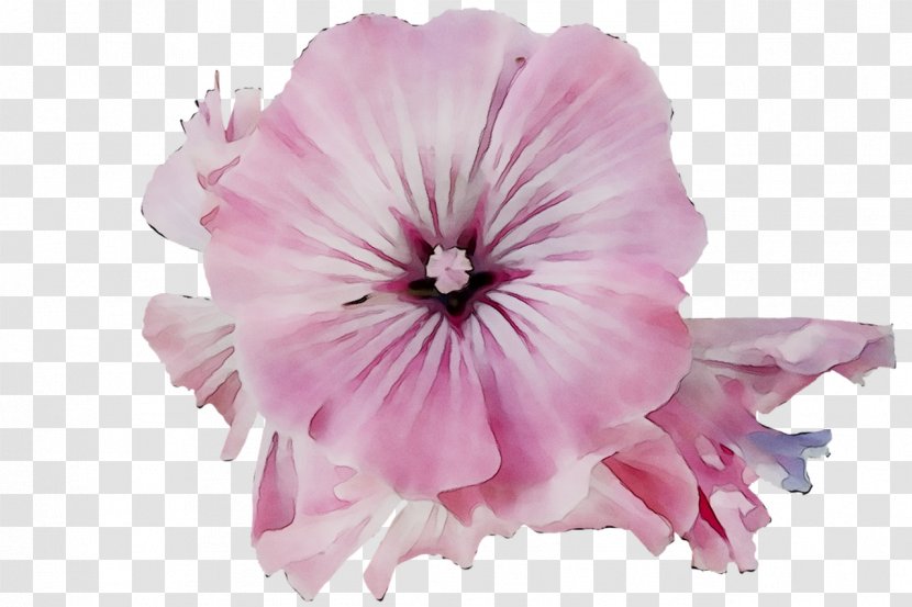 Pink M Cut Flowers Herbaceous Plant Family Invest D.o.o. - Morning Glory - Petal Transparent PNG