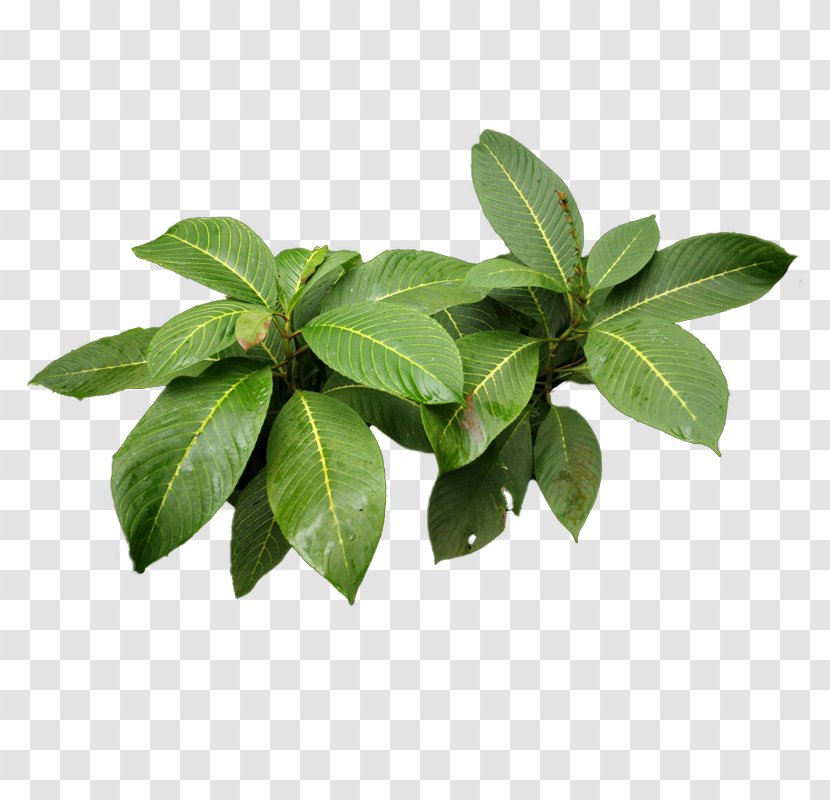 Herb Vegetable Liqueur Basil Leaf Transparent PNG