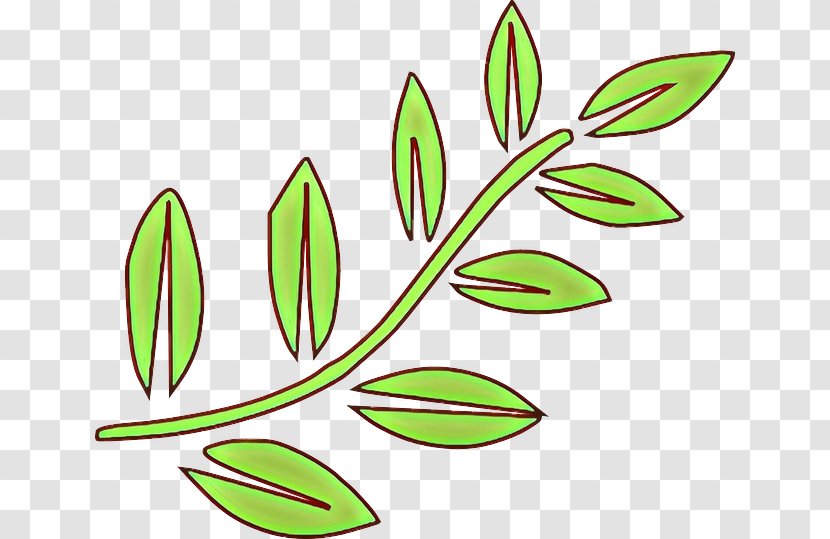 Leaf Green Plant Flower Grass - Flowering Pedicel Transparent PNG